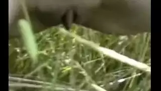 شابان ينكون فتاة