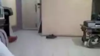 شيخ الخطيئة: مجموعة القواد الإباحية الخاصة