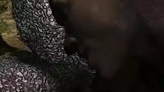 سكس اروبية مع سوداني