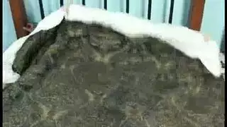 تحرش بها ف الحافلة وينيكها
