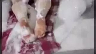 ديوث التدلي