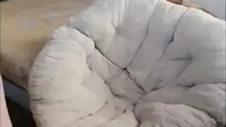 نيكاجزير