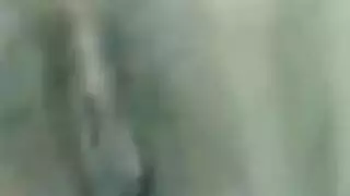 الشرج مشعرات عشيقة مجس نبات