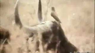 جمال أسود في مشهد إباحي عنيف