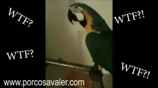 خوال جماعي ينكون قحبه
