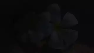 حفلة جنسية مثلية: قضبان ومؤخرات في كل مكان