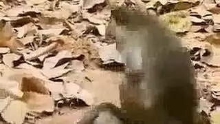 حيوان مع حرام