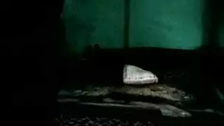 سكس لواط رجال مشعر