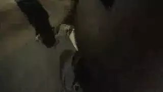 كس سنغالية سكس