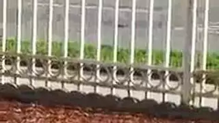 لاتينا صغيرة في شرجية بوضعية كلب هاردكور