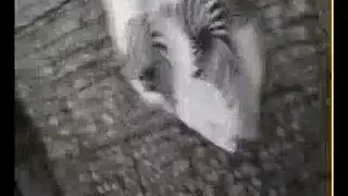تمص زب مراكش مخفي