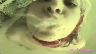 كديمي