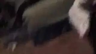 غفوع