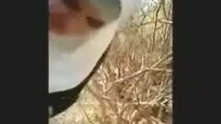 عربى مصر في الجامعه