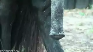 ذيل حصان فاتن قديم ويونغ