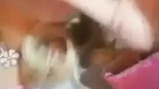 حلوة المصاصة تمص بلطف بينما تتوسل لجنس صارخ لتخفيف حرارتها
