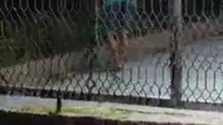 هندي الأحمق مجعد مشعر