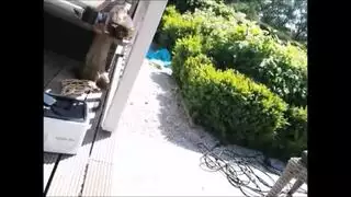 بنات مع حيوانات الكلب والحصان