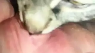 سكس خيول وبنات وكلاب