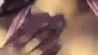 سگسانجلا
